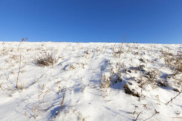 Bedekt Met Witte Sneeuw Oud Gras Groeien Een Veld Een — Stockfoto