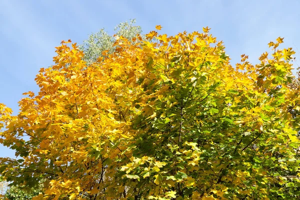 Hojas Amarillentas Los Árboles Arce Temporada Otoño Cielo Azul Fondo —  Fotos de Stock