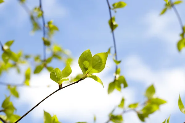 Sfotografowane Zbliżenie Lipy Zielonej Porze Wiosennej Roku Tle Błękitne Niebo — Zdjęcie stockowe