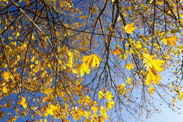 紅葉の時期には紅葉が見られます 背景に青い空 写真がクローズアップされました 公園の太陽の光で照らされています 植物の裸の枝の可視部分 — ストック写真