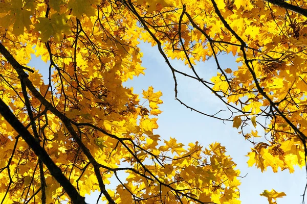 秋の紅葉 秋の植物 — ストック写真