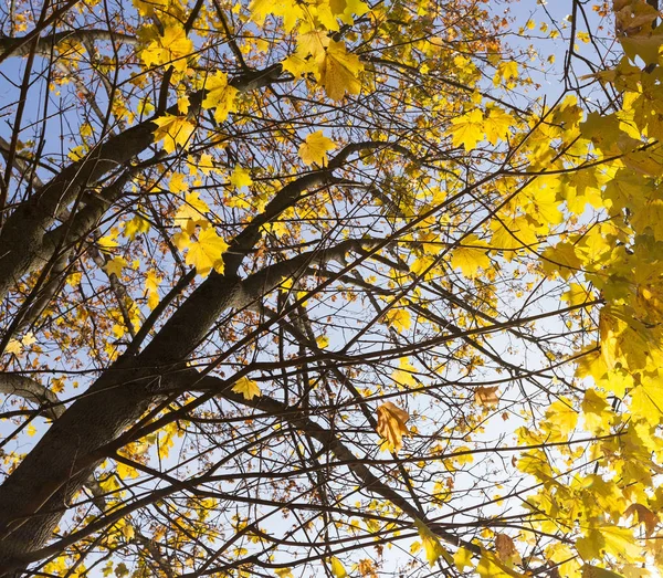 Hojas Amarillentas Los Árboles Arce Temporada Otoño Cielo Azul Fondo —  Fotos de Stock