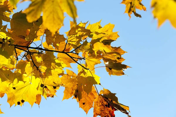 紅葉の秋には紅葉が見られる 写真は近くで撮影され 背景には青空が見えます 初秋の日差し — ストック写真