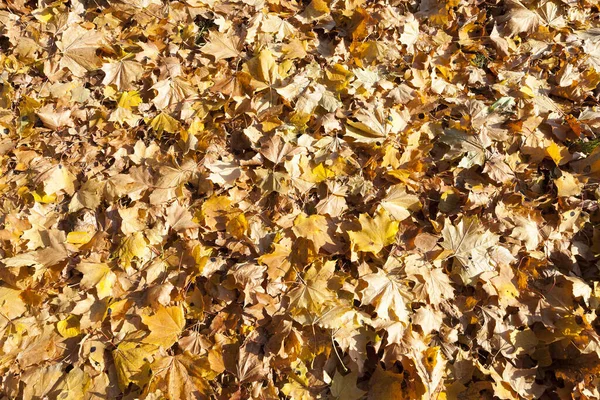 Folhas Bordo Temporada Outono — Fotografia de Stock
