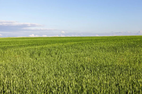 未成熟の若いシリアル 小麦を栽培する農業分野 背景に青い空 — ストック写真