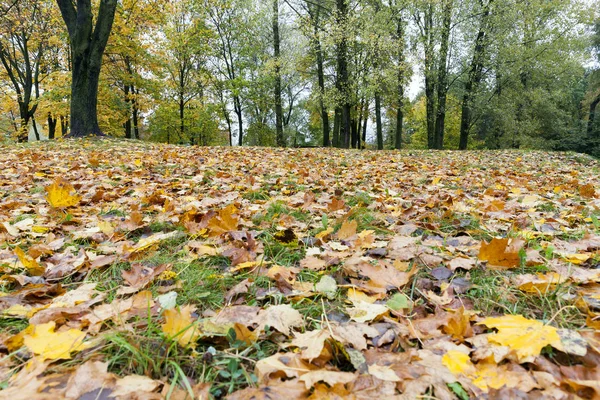 Foglie Ingiallenti Sugli Aceri Nella Stagione Autunnale Foto Scattata Primo — Foto Stock