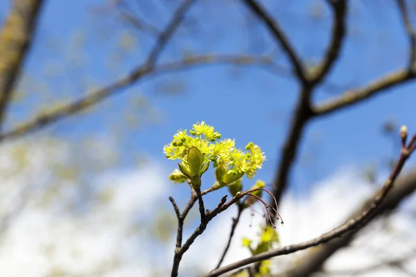 Сфотографированы Крупным Планом Зеленые Желтые Цветы Цветущего Клена Дерева Весенний — стоковое фото