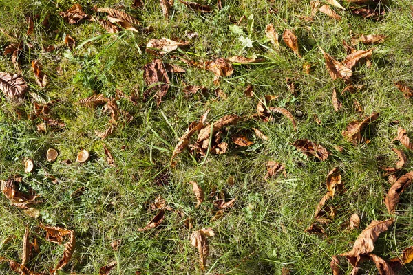 Tumbado Suelo Hojas Frutos Castaño Temporada Otoño Primer Plano Foto — Foto de Stock