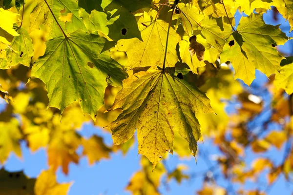 Daun Kuning Pohon Maple Musim Gugur Langit Biru Latar Belakang — Stok Foto
