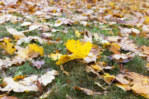 Пофарбоване Листя Дерев Тому Числі Клен Лежить Землі Осінній Сезон — стокове фото