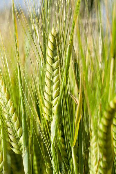 Landwirtschaftliches Feld Auf Dem Unreifes Getreide Wächst Weizen — Stockfoto