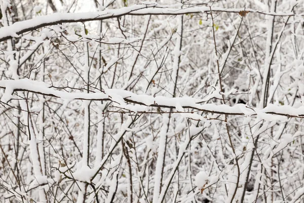 最後の雪の後に雪で覆われた公園で成長している木 植物の枝の写真は フィールドの小さな深さにクローズアップしました 冬の季節 — ストック写真