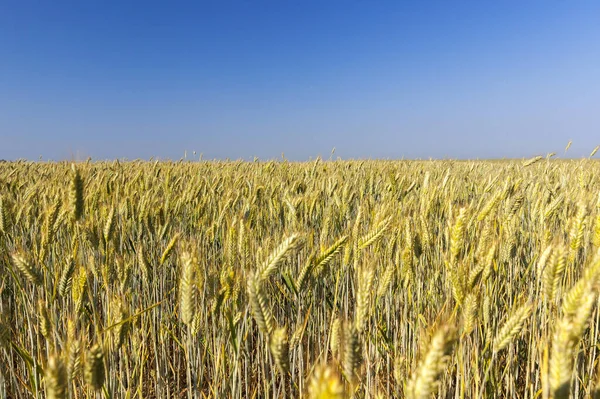 未成熟な黄色の小麦を栽培する農業分野 写真がクローズアップされました 背景に青い空 ストック写真