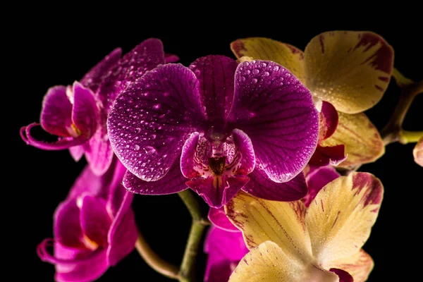 Floral Botany Orchid Flower Stock Picture