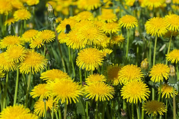 Primo Piano Fotografato Denti Leone Gialli Primavera Profondità Campo Poco — Foto Stock