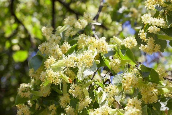 Gula Blommor Lind Fotograferade Blomning — Stockfoto