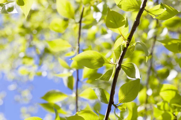 Sfotografowane Zbliżenie Zielonego Lipy Liście Porze Wiosennej Roku Tle Błękitne — Zdjęcie stockowe