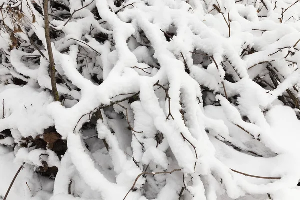 公园里长满了树 在最后一场雪之后被雪覆盖着 照片上的植物分枝 使特写在小的田野深处 — 图库照片