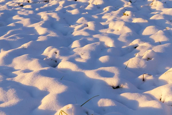 公园里最近下着白雪 这张照片是近距离拍摄的 深度很小 表面上没有积雪覆盖看到的植物 — 图库照片