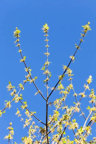 Nahaufnahmen Von Grünen Und Gelben Blüten Eines Blühenden Baumahorns Frühlingszeit — Stockfoto