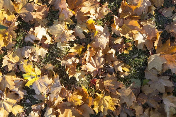 Πεσμένα Στο Έδαφος Κιτρινισμένα Φύλλα Σφενδάμου Την Φθινοπωρινή Περίοδο Μικρό — Φωτογραφία Αρχείου
