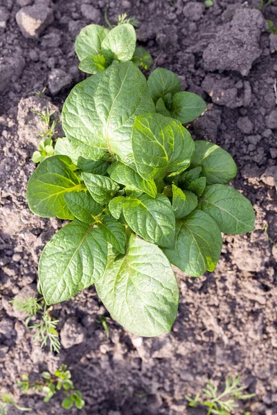 Green Potato Leaves Growing Agricultural Field Photographed Close Shallow Depth — Stockfoto