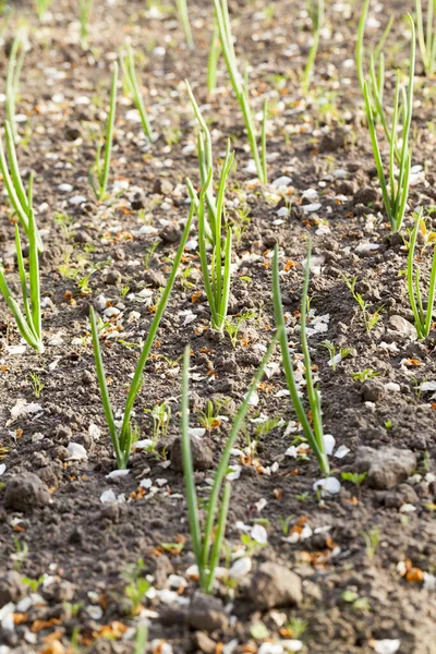 Brotos Cebolas Verdes Que Crescem Território Campo Agrícola Fotografado Close — Fotografia de Stock