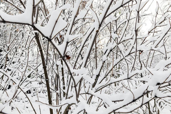 最後の雪の後に雪で覆われた公園で成長している木 植物の枝の写真は フィールドの小さな深さにクローズアップしました 冬の季節 — ストック写真