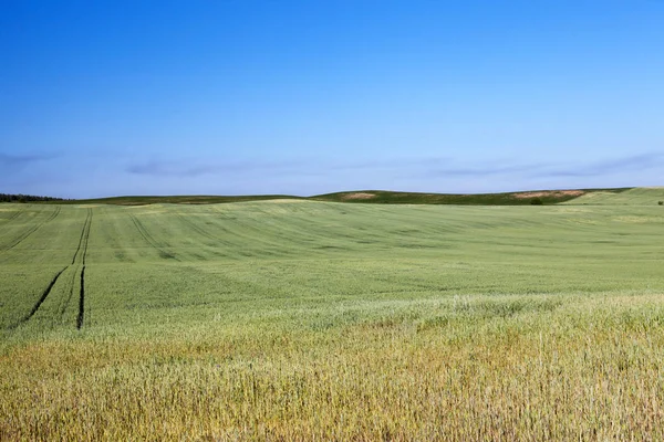 Agricultural Field Which Grow Immature Young Cereals Wheat Blue Sky — Stock Photo, Image