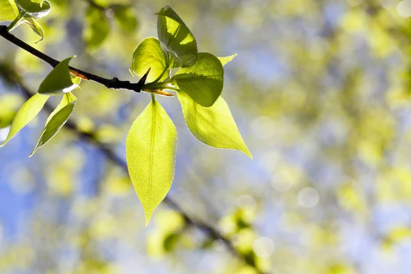 Сфотографирован Крупным Планом Зеленых Листьев Липы Весеннее Время Года Небольшая — стоковое фото