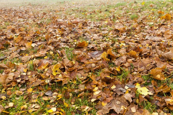 Lying Ground Fallen Leaves Trees Autumn Season Photo Closeup — Stock Photo, Image