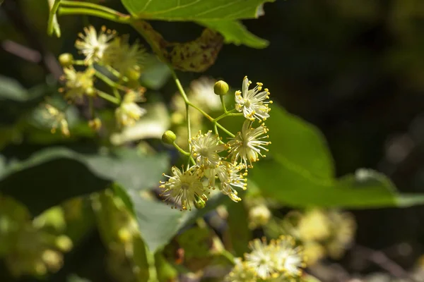 Gula Blommor Lind Fotograferade Blomning — Stockfoto