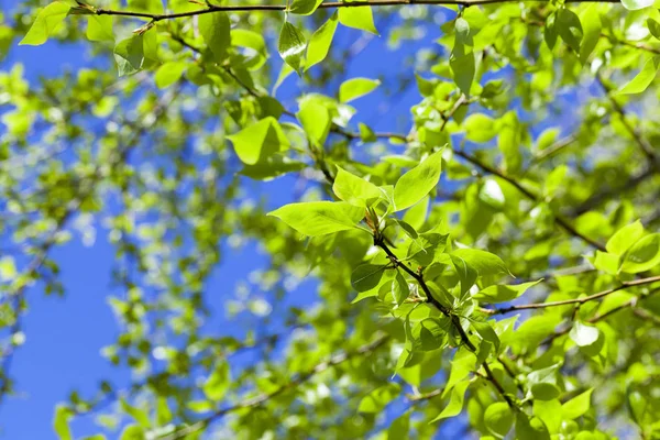 Sfotografowane Zbliżenie Zielonego Lipy Liście Porze Wiosennej Roku Tle Błękitne — Zdjęcie stockowe