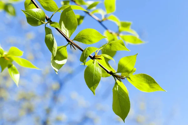 Sfotografowane Zbliżenie Zielonych Liści Lipy Porze Wiosennej Roku Mała Głębokość — Zdjęcie stockowe