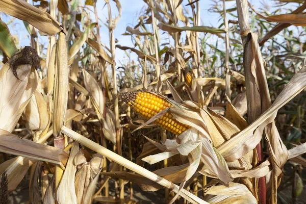 Maíz Maduro Amarillento Que Crece Campo Agrícola Temporada Otoño Profundidad — Foto de Stock