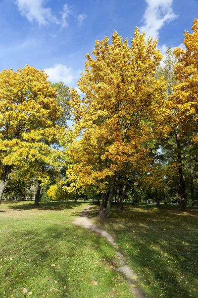 Lönnlöv Lövverk — Stockfoto