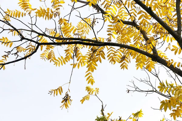 가을철에는 약간의 누렇게 변하는 있습니다 가을에 사진입니다 깊이의 사진입니다 — 스톡 사진