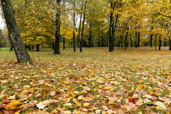 Feuilles Érable Feuillage — Photo