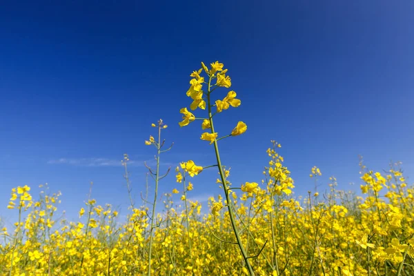 Nahaufnahme Einer Gelben Rapsblüte Die Auf Einem Landwirtschaftlichen Feld Wächst — Stockfoto