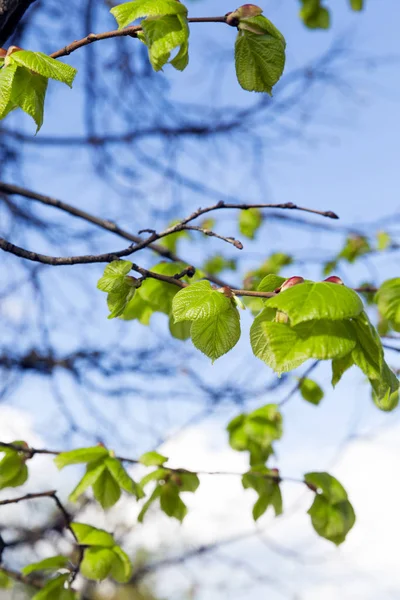 Zielone Liście Lipy Okresie Wiosennym Zbliżenie — Zdjęcie stockowe