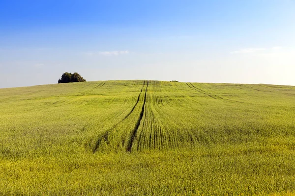 未成熟の緑の小麦に成長しています その写真は夏に撮られた 背景に青い空 — ストック写真