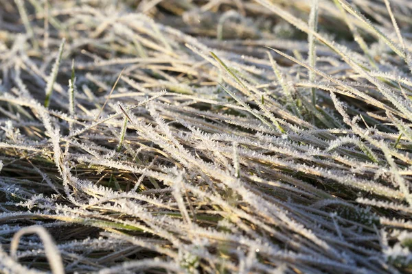Gräset Grönt Täckt Med Den Första Frosten Höst Men Inte — Stockfoto