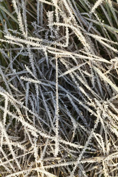 草地是绿色的 上面覆盖着第一场霜冻 但不是冬天 这张照片是在黎明时分拍的 看冰晶 实地深度小 — 图库照片