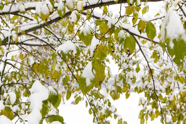 Uma Tília Estação Inverno Ramos Últimas Folhas Verdes Cobertas Neve — Fotografia de Stock