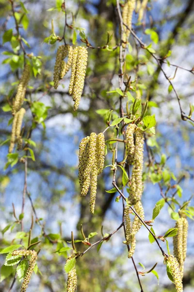 Φωτογραφήθηκε Κοντά Σημύδα Catkins Αυξάνεται Μια Σημύδα Άνοιξη Εποχή — Φωτογραφία Αρχείου