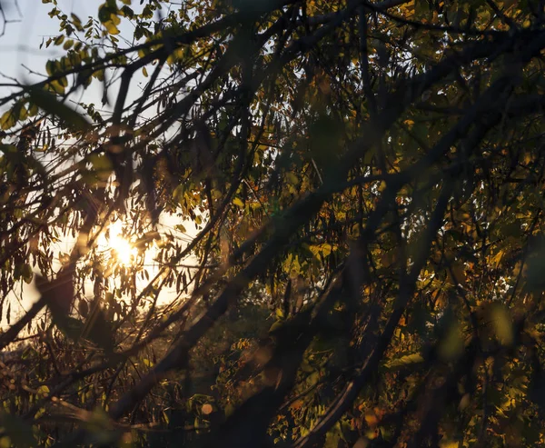 Фотографировали Деревья Растения Растущие Территории Леса Осенний Сезон Облачное Темное — стоковое фото