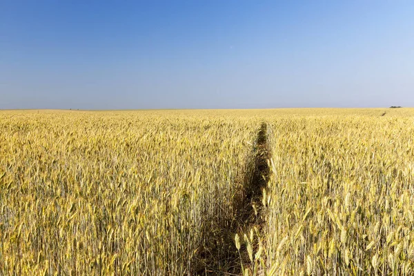 未成熟な黄色の小麦を栽培する農業分野 写真がクローズアップされました 人々を通過させることで — ストック写真