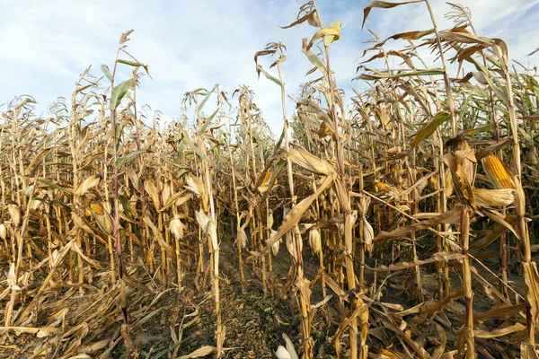 Campo Agrícola Que Crece Listo Para Recolección Maíz Amarillento Contra — Foto de Stock