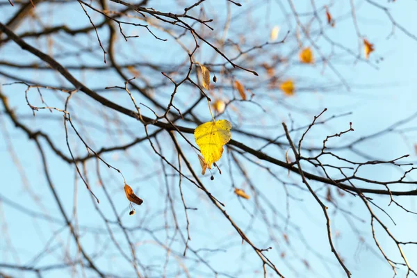 紅葉の時期には紅葉が見られます 背景に青い空 写真がクローズアップされました 公園の太陽の光で照らされています 植物の裸の枝の可視部分 — ストック写真