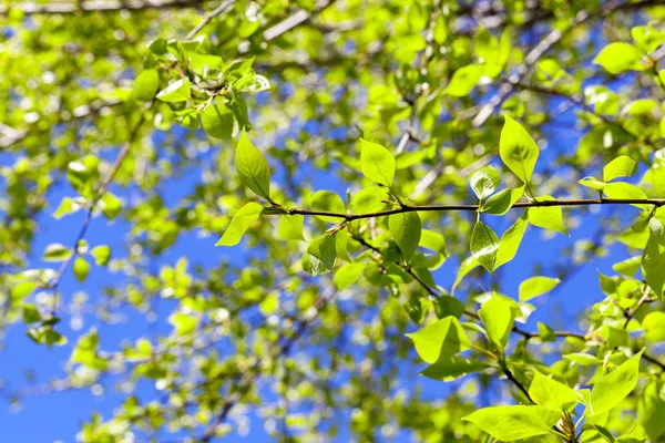 Nahaufnahme Grüner Lindenblätter Frühling Hintergrund Ein Blauer Himmel — Stockfoto